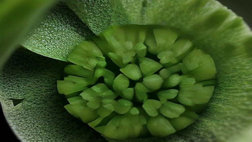 Close-up of five-blade herb scissors slicing fresh coriander leaves on a wooden board